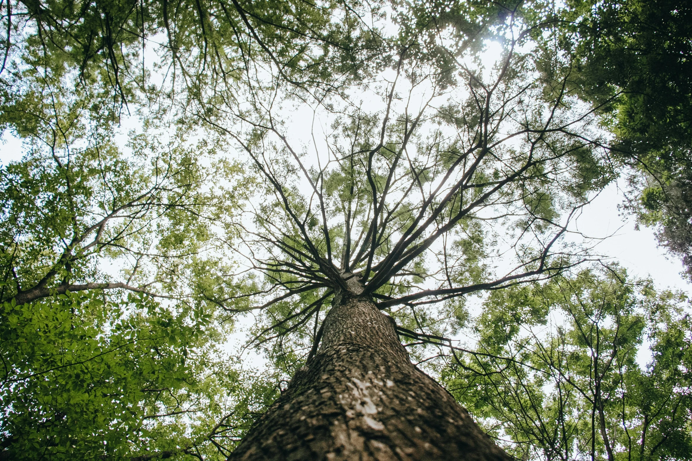 a tall tree in the middle of a forest, by Carey Morris, unsplash, show from below, fan favorite, elm tree, 2000s photo