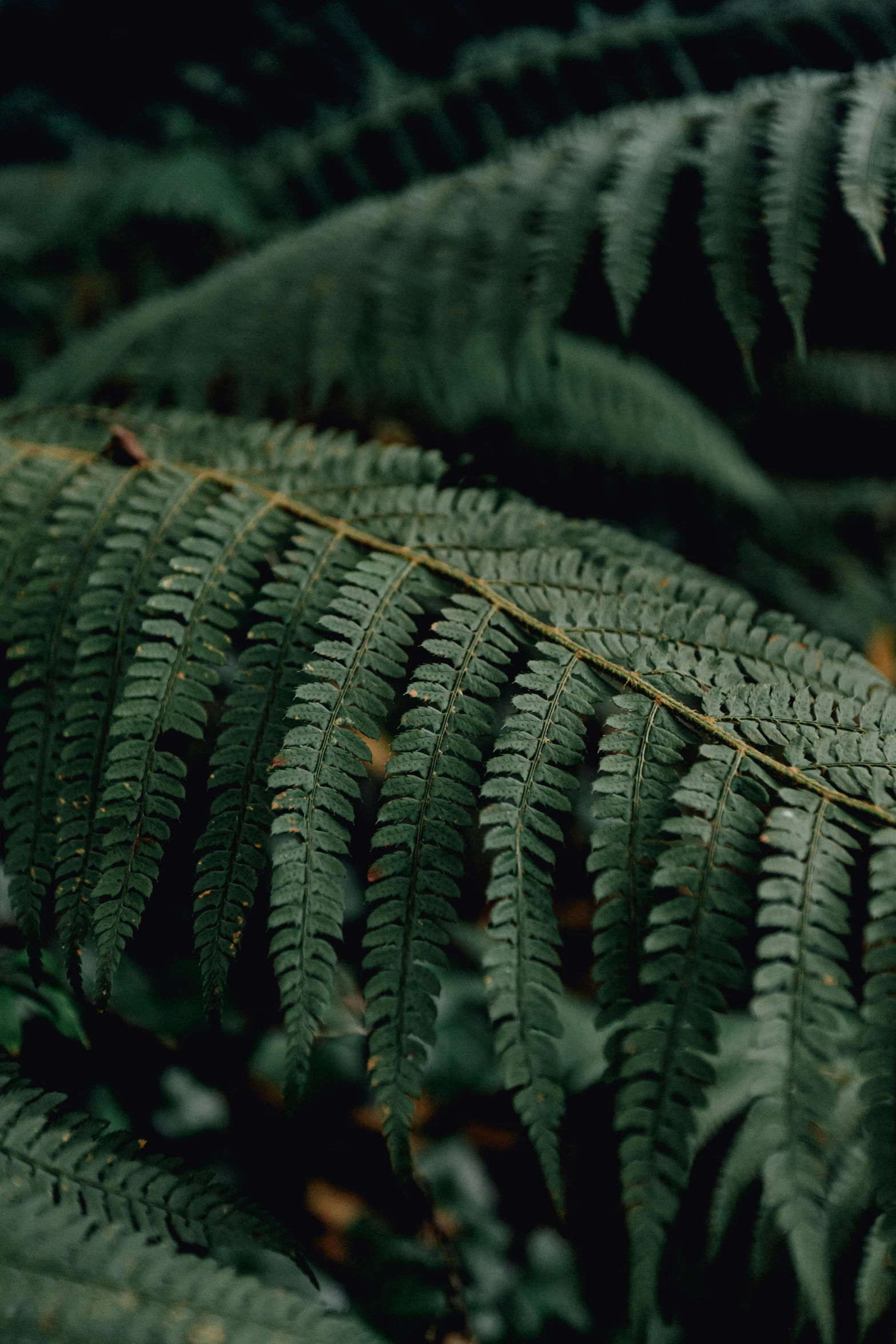 a close up of a fern leaf in a forest, an album cover, inspired by Elsa Bleda, manuka, medium format, black, lo-fi