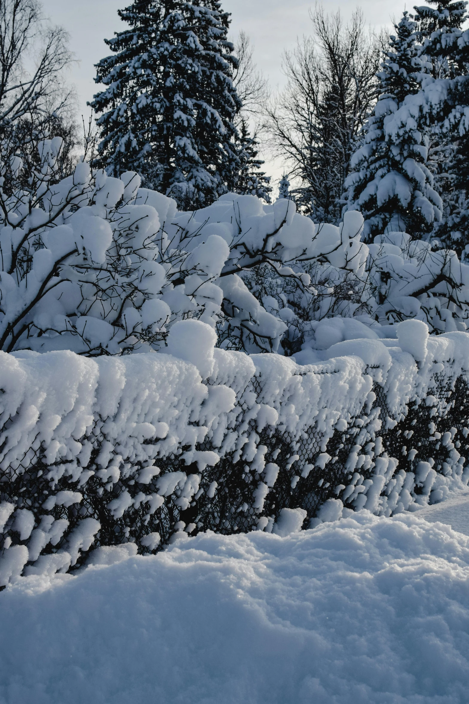 a man riding a snowboard down a snow covered slope, a photo, flickr, white picket fence, thick bushes, espoo, background image