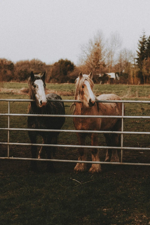 a couple of horses standing on top of a lush green field, an album cover, trending on unsplash, fence, grey, low quality photo, vsco film grain