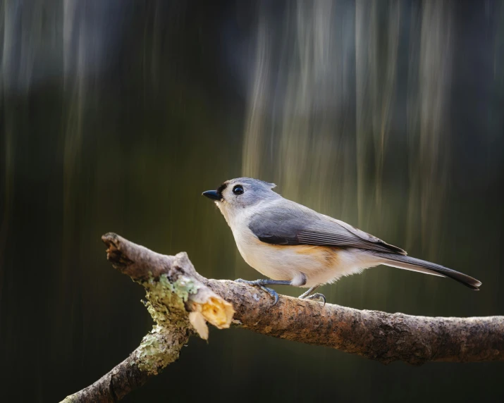 a bird sitting on top of a tree branch, by Neil Blevins, unsplash contest winner, fan favorite, rays, grey, ready to eat