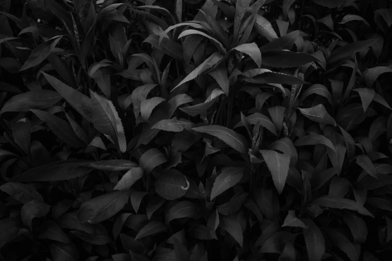 a black and white photo of a field of corn, a black and white photo, by Frederik Vermehren, very large basil leaves, lobelia, dark jungle, 15081959 21121991 01012000 4k