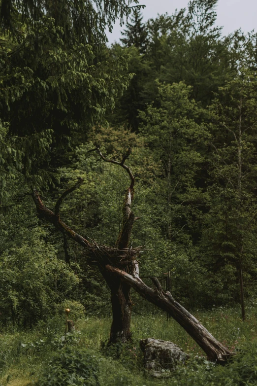 a giraffe standing on top of a lush green field, a picture, unsplash contest winner, visual art, fallen trees, ((forest)), dark wood, winding branches