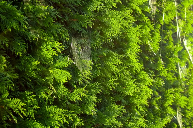 a red fire hydrant sitting in the middle of a lush green forest, by Jan Rustem, hurufiyya, dense coniferous forest. spiders, green wall, fine foliage lace, 1450