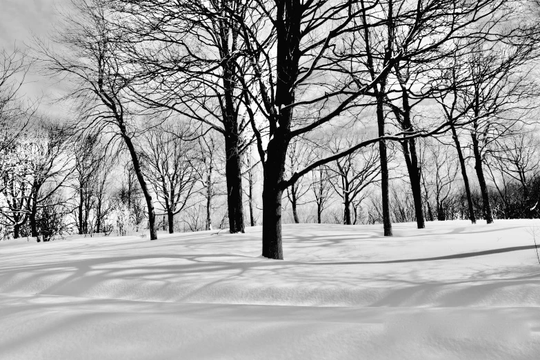 a black and white photo of trees in the snow, a black and white photo, by Peter Snow, from wheaton illinois, gentle shadowing, today\'s featured photograph 4k, crisp contour lines