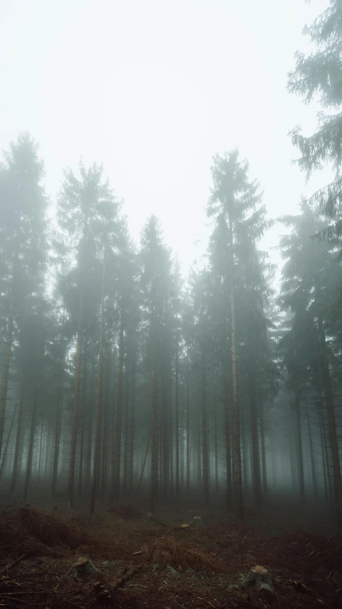 a forest filled with lots of trees covered in fog, pexels, romanticism, tall pine trees, foggy photo 8 k, multiple stories, blurred photo