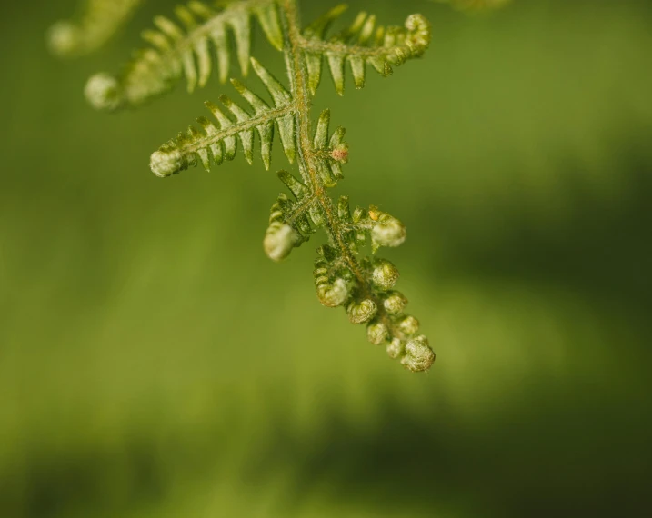 a close up of a plant with green leaves, by Jan Rustem, pexels contest winner, hurufiyya, acacia trees, tiny insects, wreath of ferns, the tree is growing on a meadow