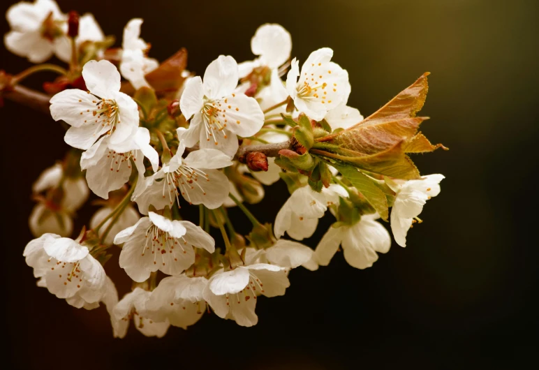 a close up of a bunch of flowers on a tree, lpoty, cherry blossums, dark sienna and white, slide show
