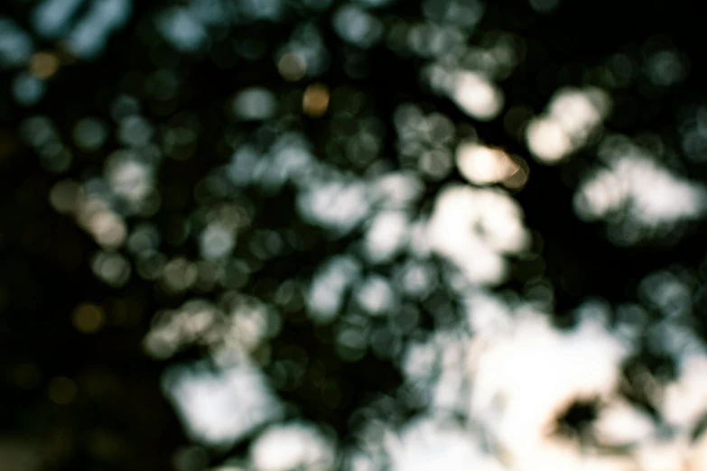 a close up of a stop sign with trees in the background, inspired by Elsa Bleda, unsplash, tonalism, hasselblad film bokeh, ethereal lighting - h 640, abstract, ((trees))