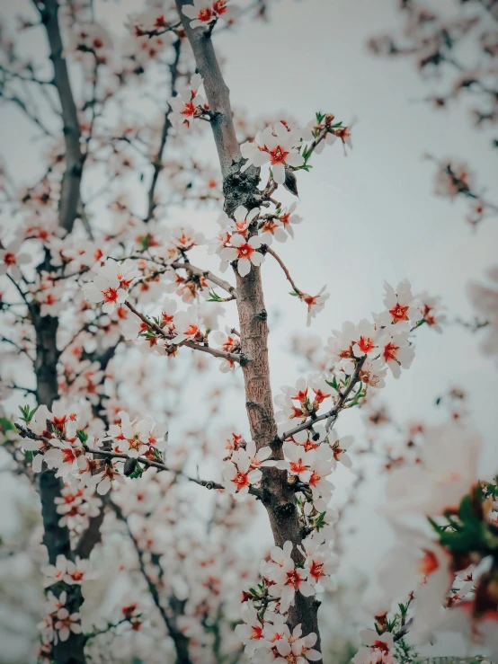 a tree with white and red flowers on it, inspired by Elsa Bleda, trending on unsplash, aestheticism, almond blossom, promo image