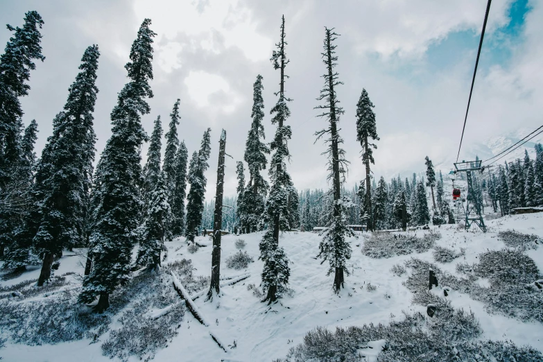 a snow covered forest with a ski lift in the background, an album cover, unsplash contest winner, indian forest, whistler, curved trees, wilderness ground