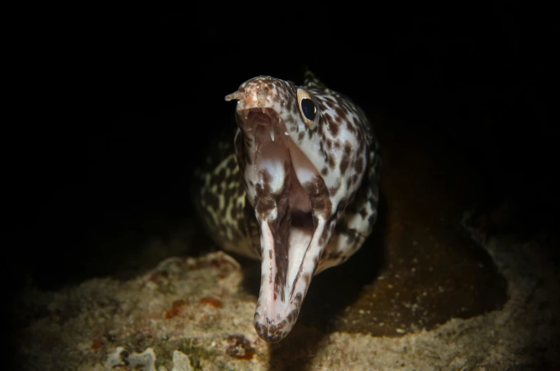 a close up of a fish with its mouth open, by Robert Brackman, pexels, mingei, big long hell serpent octopus, nighttime, taken in the late 2010s, portrait of a big