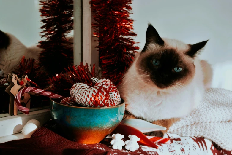 a siamese cat sitting in front of a mirror, by Julia Pishtar, pexels contest winner, pop art, festive atmosphere, chocolate, background image, winter season