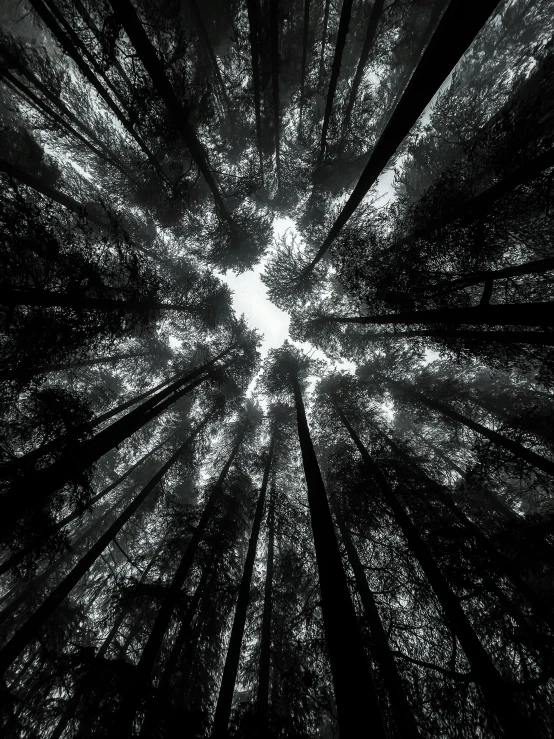 a black and white photo of a forest, inspired by Pierre Pellegrini, unsplash contest winner, vorticism, looking up onto the sky, ((trees)), in the redwood forest, volumetric light from above