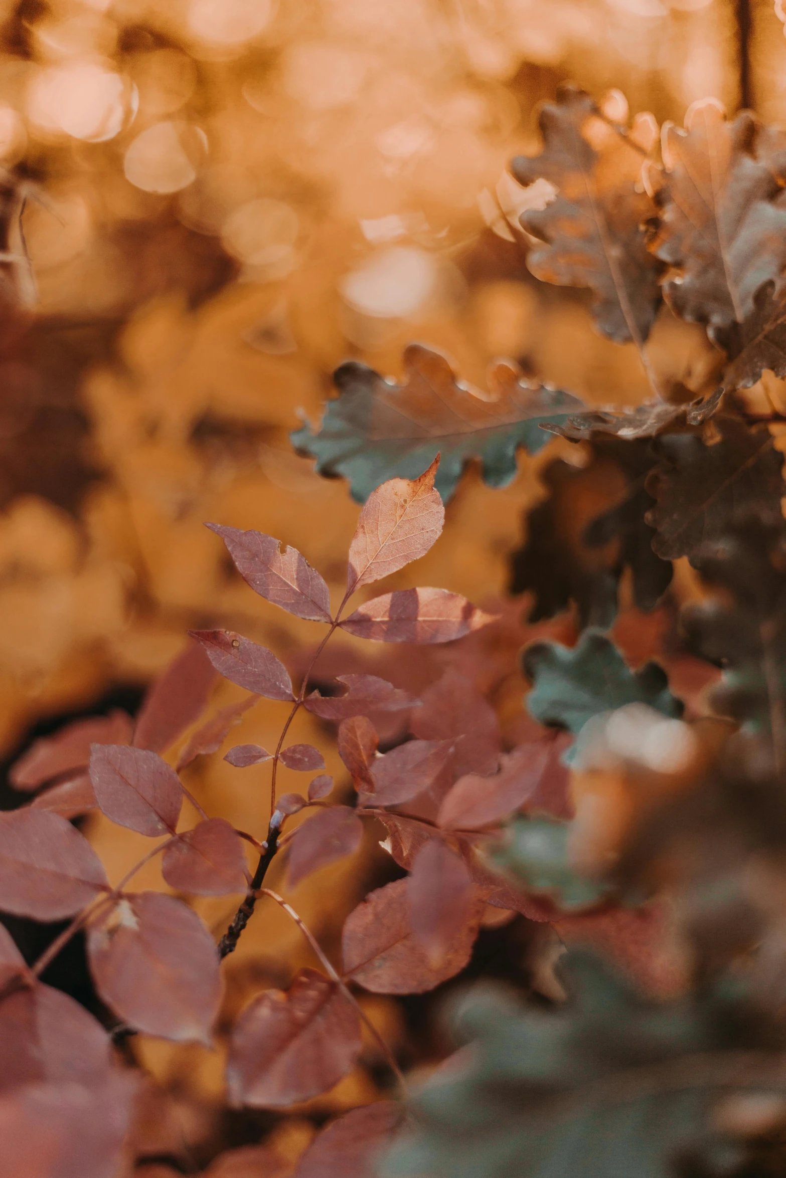 a bunch of leaves sitting on top of a lush green field, inspired by Elsa Bleda, trending on pexels, tonalism, orange and brown leaves for hair, oak trees, with beautiful colors, embers