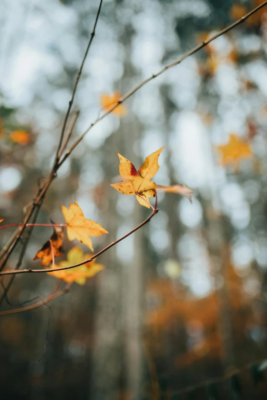 a bunch of leaves sitting on top of a tree branch, unsplash, single subject, november, dynamic closeup, softly - lit