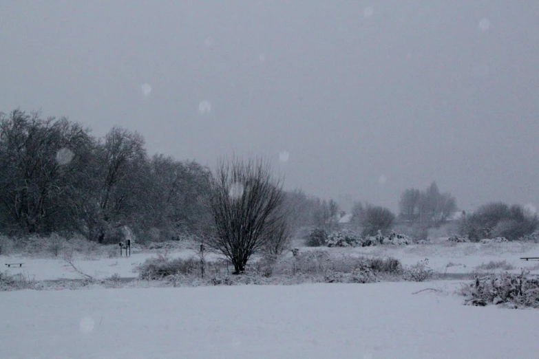 a snow covered field with trees in the background, a picture, snow falling, low quality photo, album, covered!