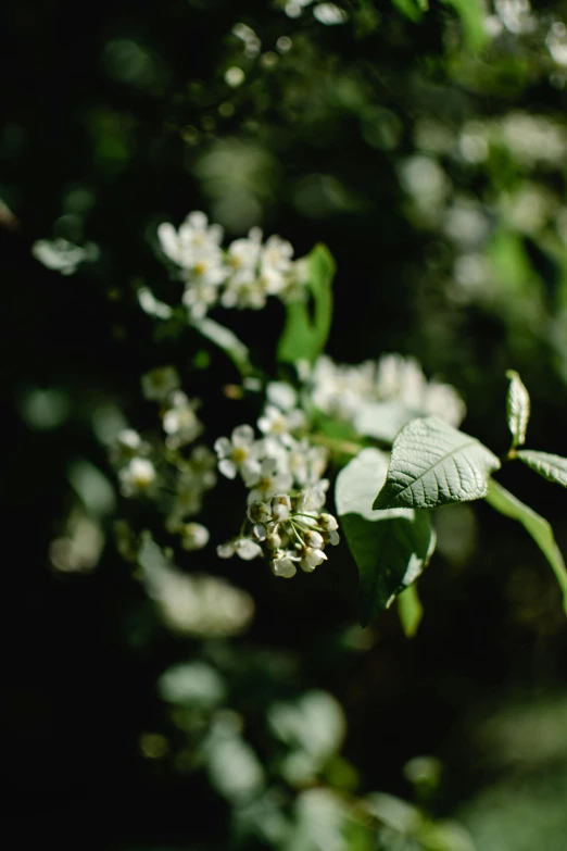 a close up of a plant with white flowers, inspired by Elsa Bleda, unsplash, hurufiyya, under the soft shadow of a tree, nothofagus, shot on hasselblad, lush surroundings