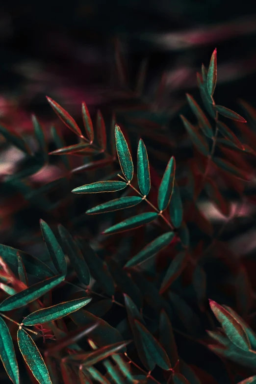 a close up of a plant with green leaves, a macro photograph, inspired by Elsa Bleda, trending on pexels, aestheticism, crimson gradient, made of leaves, willow plant, midnight colors