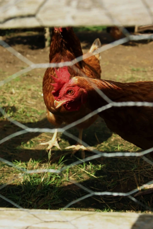 a couple of chickens standing on top of a grass covered field, behind bars, upclose, kete butcher, uncropped