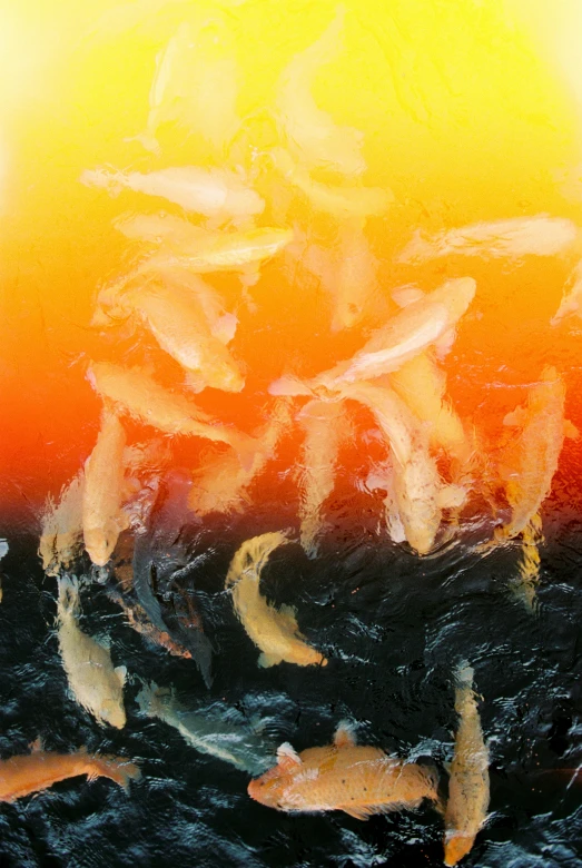 a group of fish swimming in a body of water, an album cover, inspired by Jan Rustem, trending on unsplash, conceptual art, molten plastic, morning detail, lacquer on canvas, orange sky