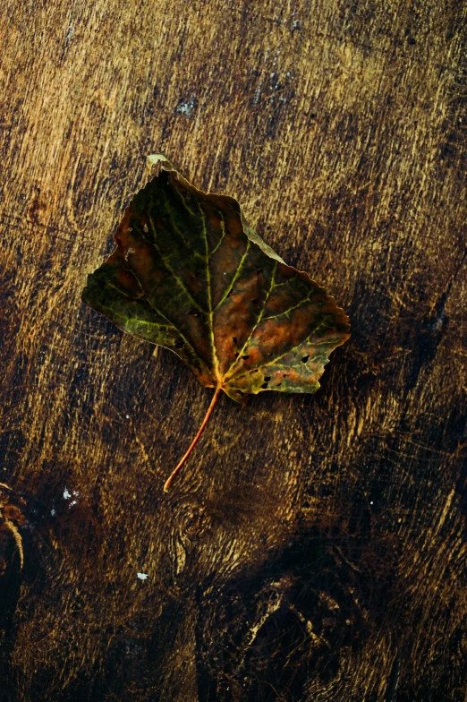 a leaf laying on top of a wooden table, by Elsa Bleda, renaissance, full frame image, brown, photograph, rectangle
