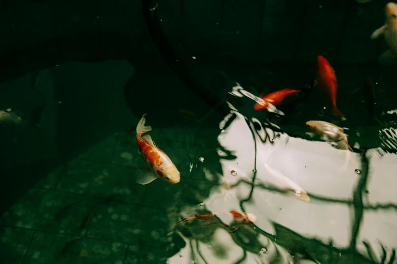 a group of koi fish swimming in a pond, inspired by Elsa Bleda, trending on unsplash, surrealism, fan favorite, 35 mm photo