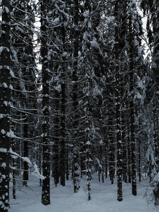 a man riding skis down a snow covered slope, an album cover, inspired by Franz Sedlacek, pexels contest winner, hurufiyya, dark pine trees, forest details, ((trees)), black fir