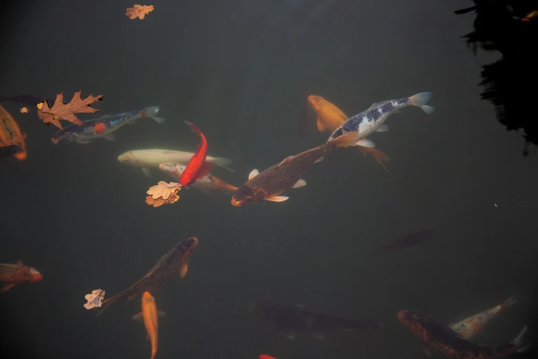 a group of koi fish swimming in a pond, an album cover, by Carey Morris, unsplash, hurufiyya, various sizes, gray, alessio albi, multicolored