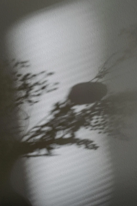 a shadow of a tree on a wall, inspired by Anna Füssli, ethereal lighting - h 640, photographed on damaged film, concert, lena oxton