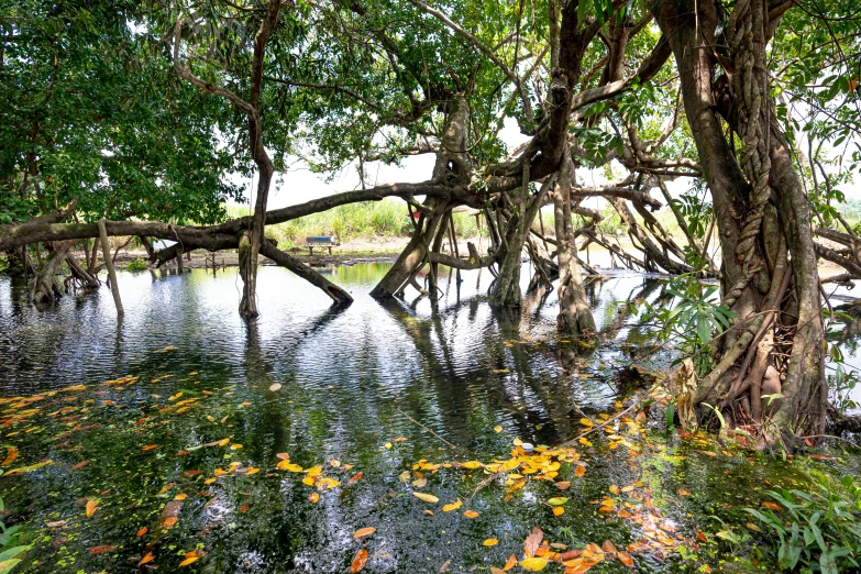 a body of water surrounded by trees and leaves, hurufiyya, mangrove trees, fan favorite, gnarled trees, nature photo