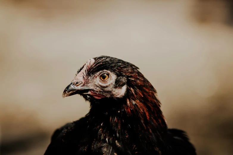 a close up of a bird with a blurry background, chickens, profile image, black, instagram post