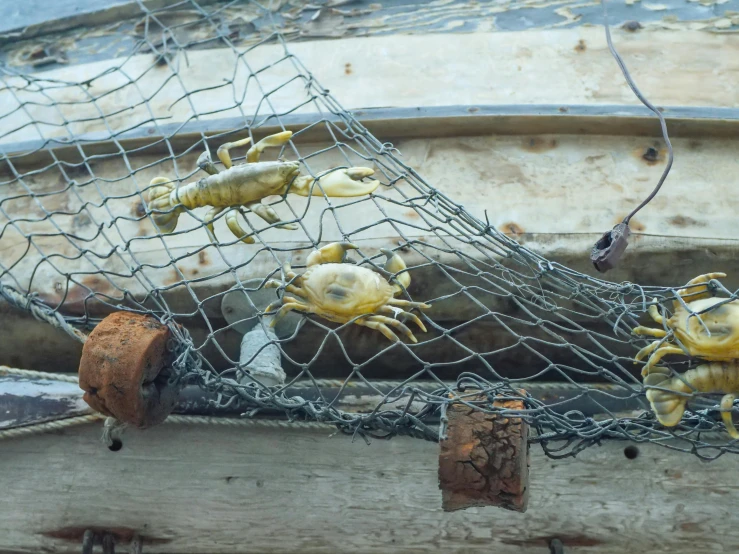 a group of crabs sitting on top of a boat, net art, photograph taken in 2 0 2 0, fan favorite, photorealistic ”