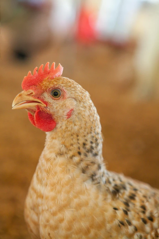 a close up of a chicken on a dirt ground, a portrait, by Gwen Barnard, shutterstock contest winner, fair skinned, a blond, frontal shot, closeup photograph