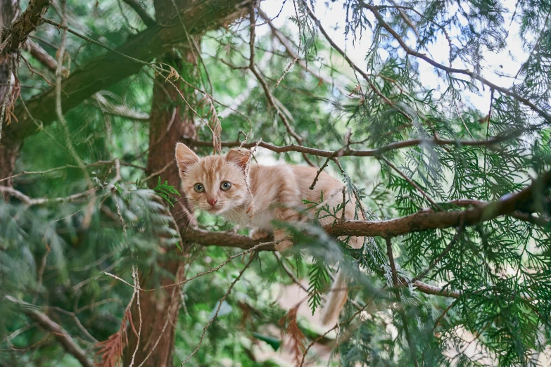 a cat sitting on top of a tree branch, by Julia Pishtar, unsplash, renaissance, kodak portra, a green, smol, laying under a tree on a farm