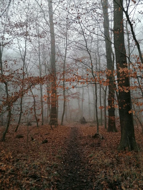 a path in the woods on a foggy day, by Adam Szentpétery, romanticism, view from the distance, ((forest)), hiking trail, late autumn