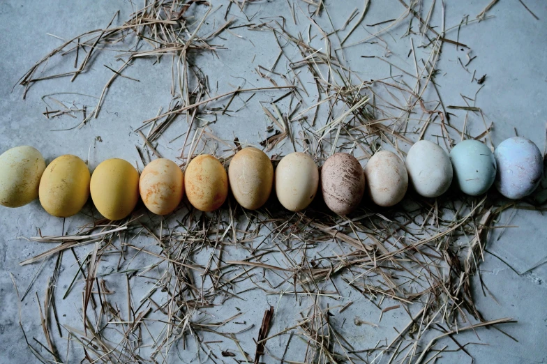 a row of eggs sitting on top of dry grass, by Yasushi Sugiyama, in muted colours, dwell, grain”