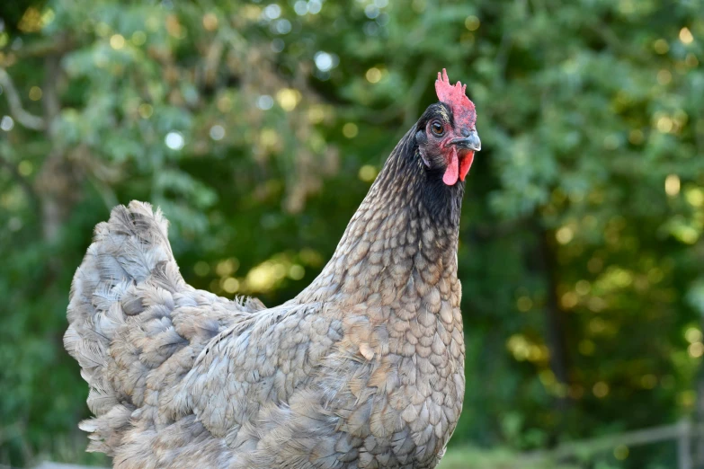 a chicken that is standing in the grass