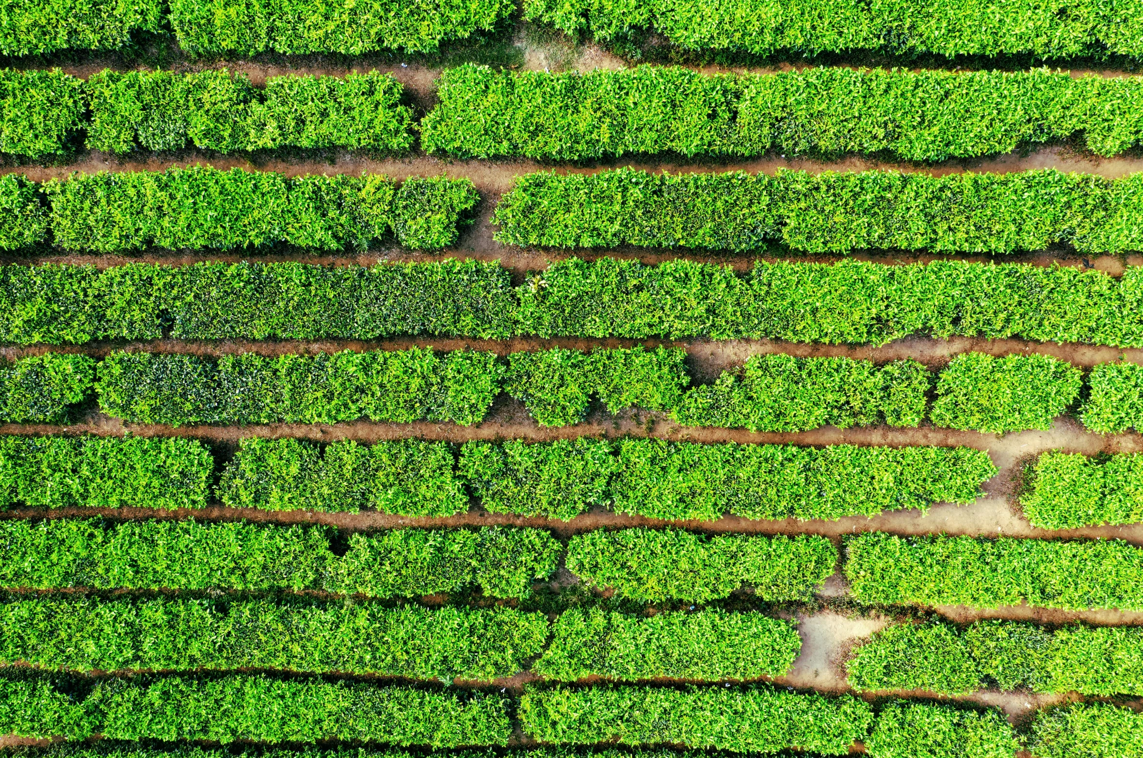 a bird's eye view of a hedge maze, by Giorgio Cavallon, pexels, background: assam tea garden, verbena, in a row, vertical orientation