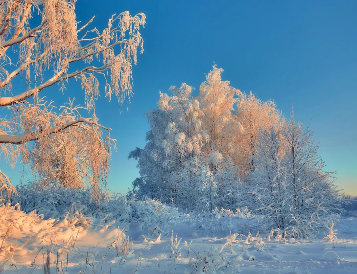 a group of trees that are standing in the snow, by Alexey Venetsianov, pexels contest winner, blue sky, early morning lighting, white and orange, crystal forest