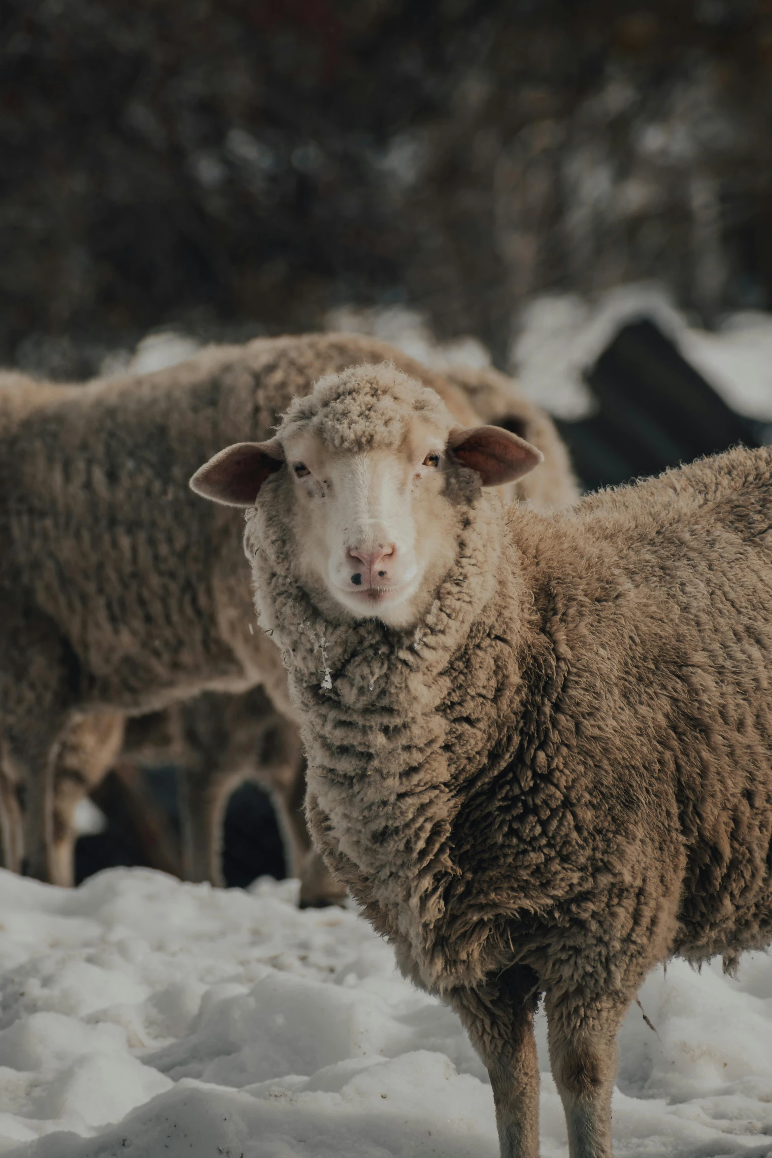 a herd of sheep standing on top of a snow covered field, trending on unsplash, renaissance, close - up portrait shot, multiple stories, gif, grey