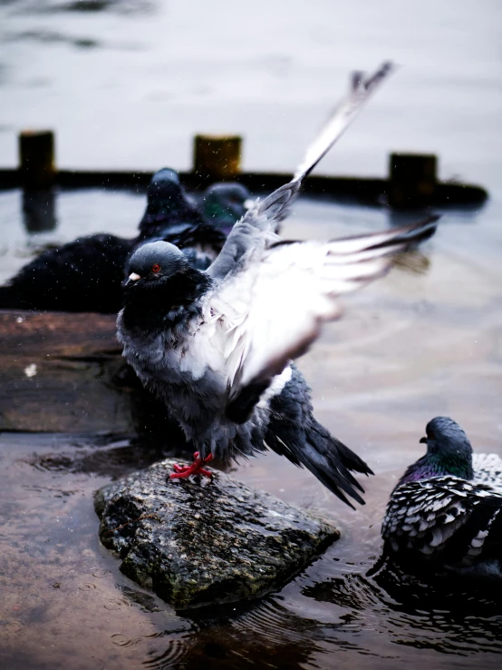 a couple of birds that are standing in the water, pexels contest winner, happening, bird poo on head, reykjavik, doves : : rococo, spreading her wings