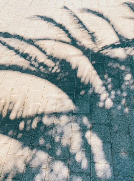 a red fire hydrant sitting on top of a sidewalk, a picture, trending on unsplash, abstract illusionism, large tree casting shadow, in barcelona, taken on iphone 14 pro, tie-dye