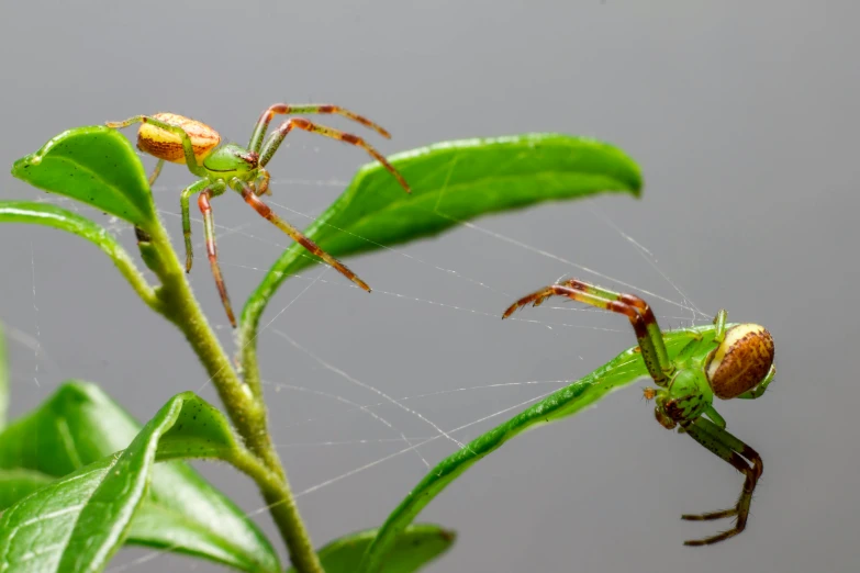 a spider sitting on top of a green leaf, trending on pexels, hurufiyya, adult pair of twins, avatar image
