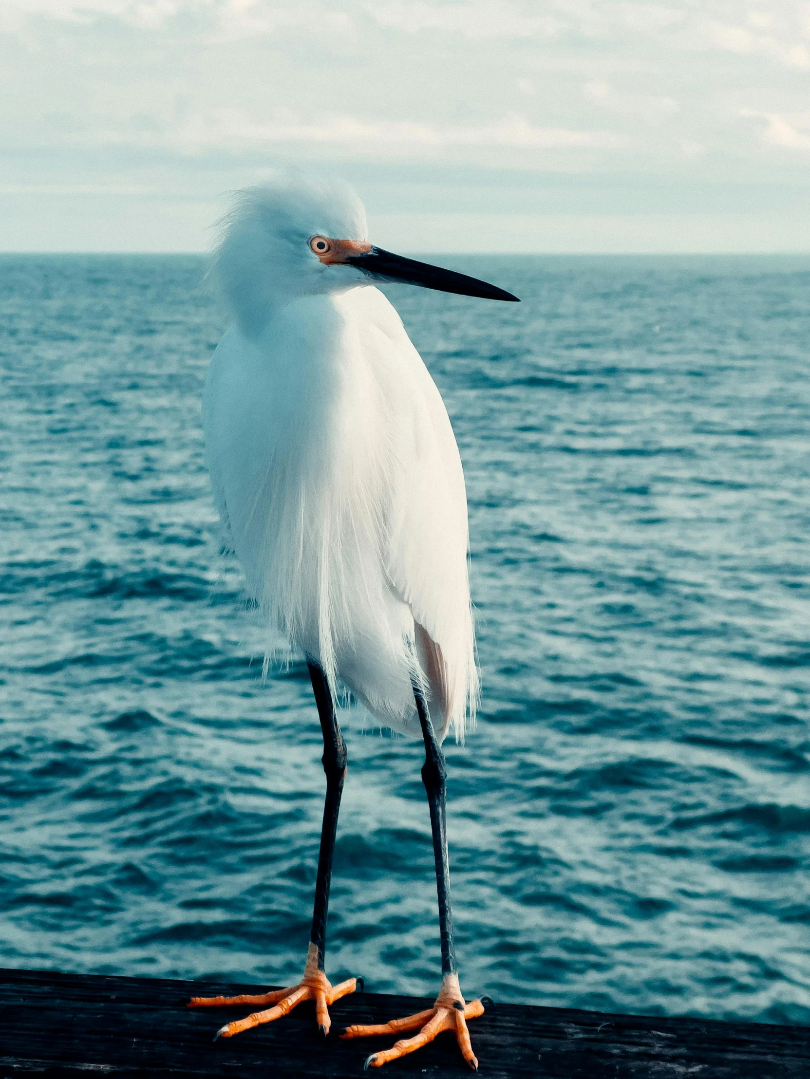 a white bird standing on top of a rock next to the ocean, in the ocean, on stilts, looking content, ignant