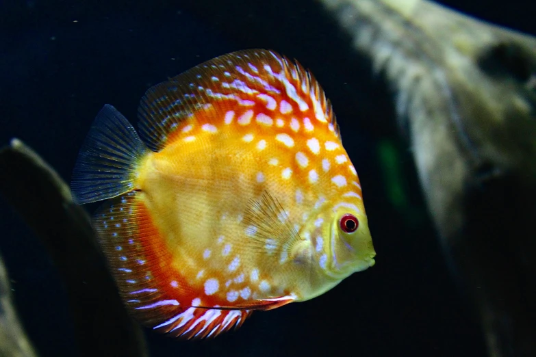 a close up of a fish in a tank, pexels contest winner, renaissance, red and teal and yellow, spotted ultra realistic, plump, instagram post