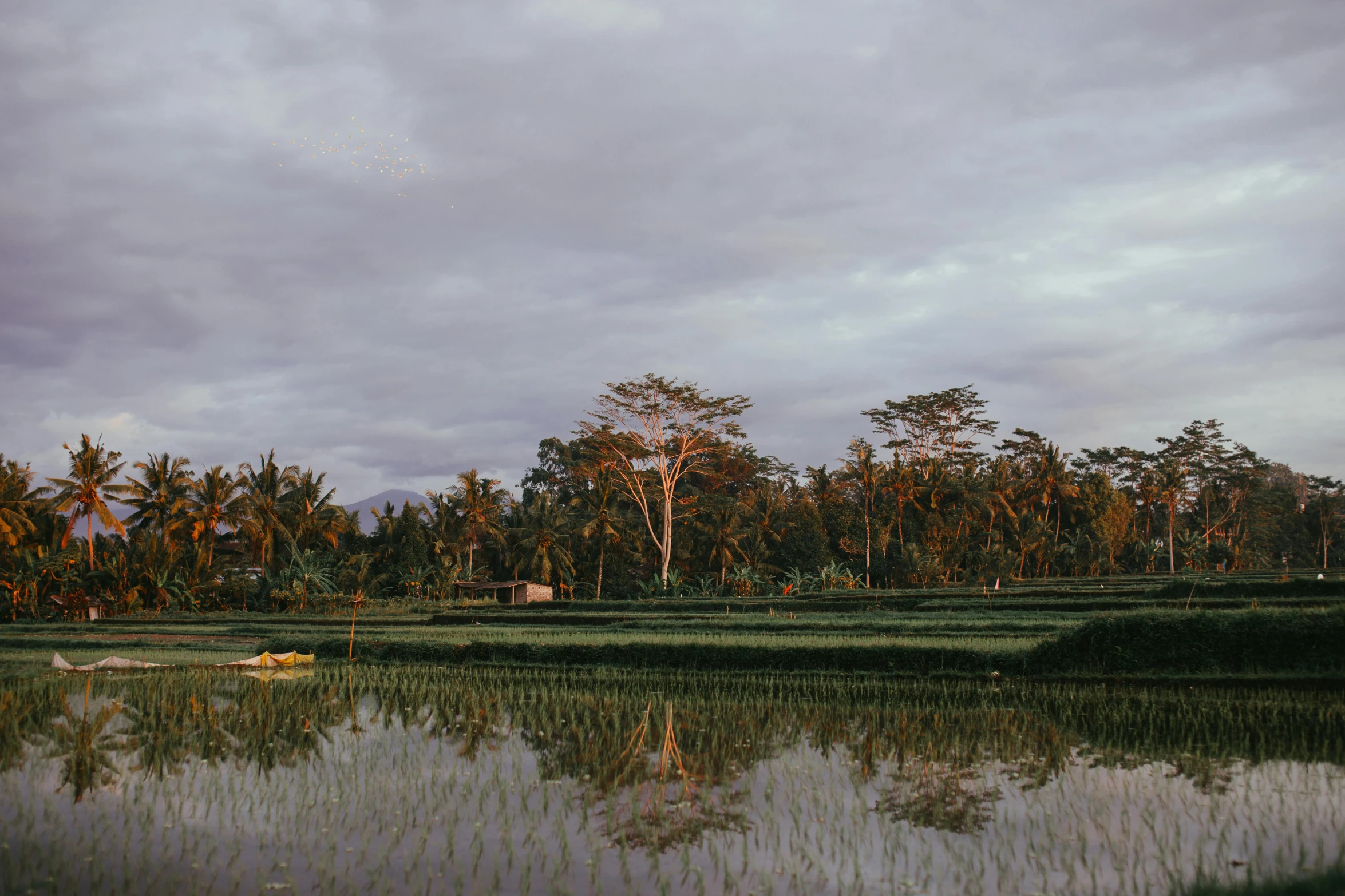 a body of water with trees in the background, by Carey Morris, unsplash contest winner, sumatraism, rice paddies, late afternoon light, lachlan bailey, exterior shot