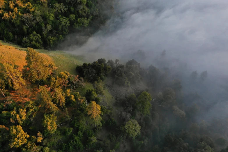 a herd of cattle grazing on top of a lush green hillside, by Daren Bader, unsplash contest winner, hurufiyya, smoke and orange volumetric fog, the treetops of giant oaks, helicopter view, eucalyptus