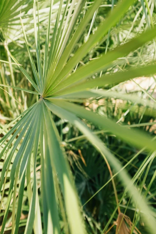 a close up of the leaves of a palm tree, long thick grass, sustainable materials, amongst foliage, oasis