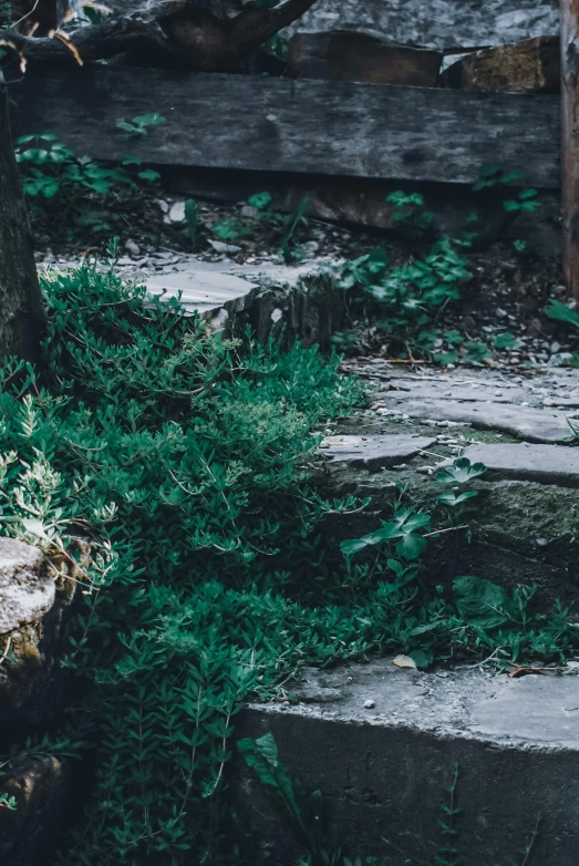 a red fire hydrant sitting next to a wooden fence, inspired by Elsa Bleda, unsplash, naturalism, stone stairway, green witch walking her garden, overgrown ruins, dark green color scheme